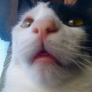 Meet your Posher, Shay